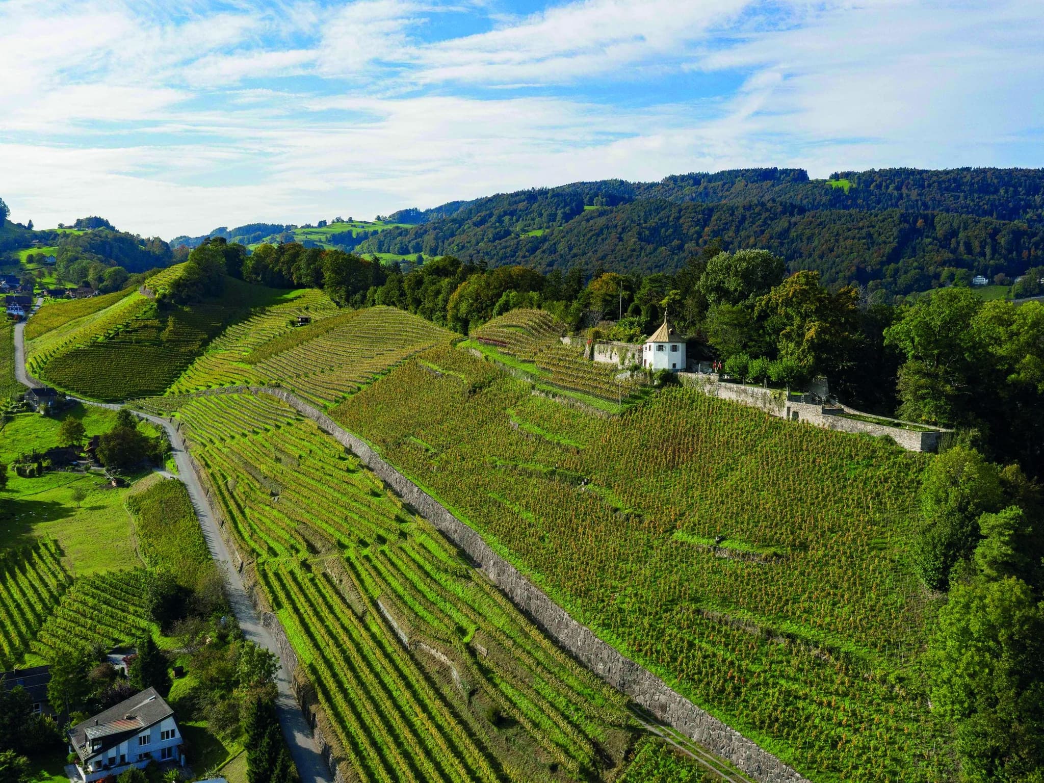 Rebberg Rosenberg über Berneck im St. Galler Rheintal